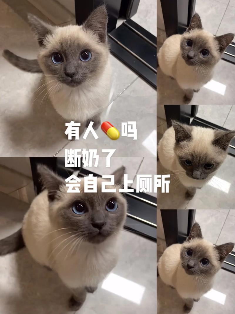 暹罗猫几个月断奶