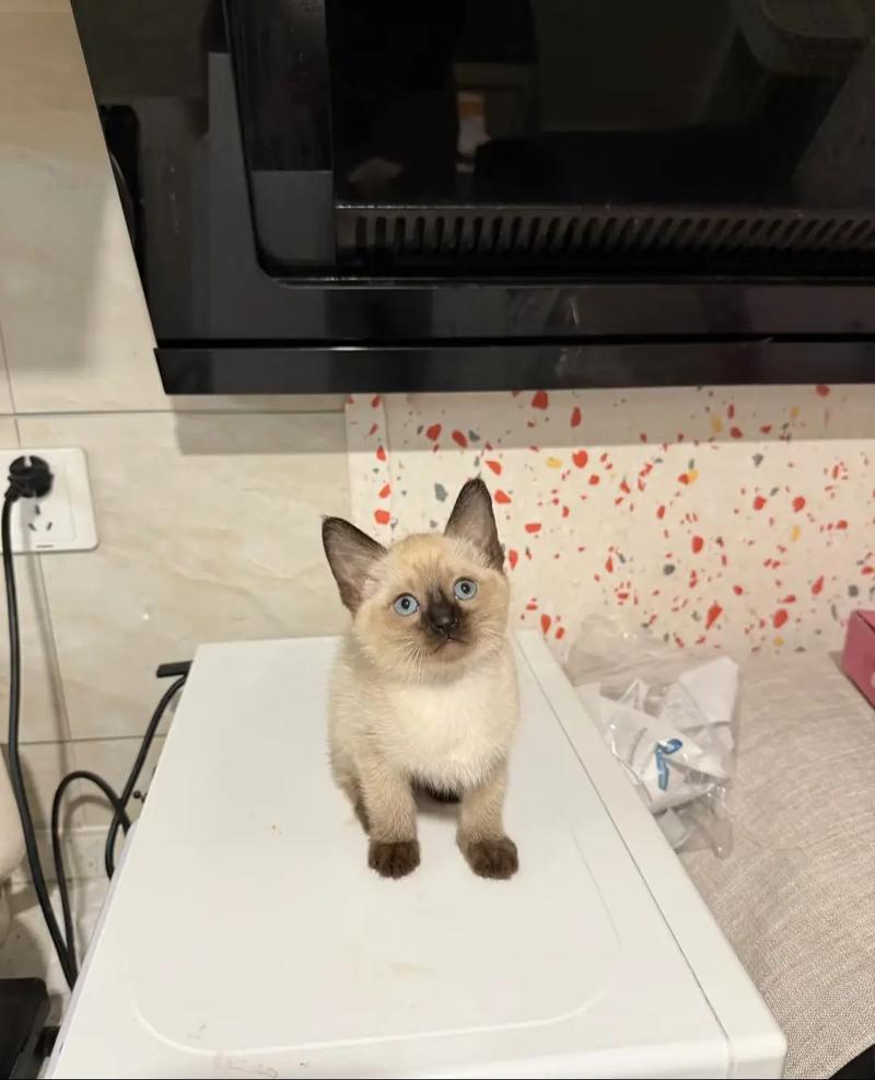 满月的小猫怎么断奶-一般小猫几个月断奶