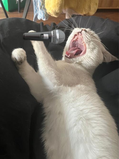 猫喜欢听什么音乐