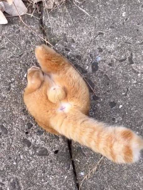 为什么猫咪对铃铛感兴趣