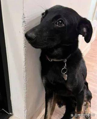 狗狗磨墙角为什么