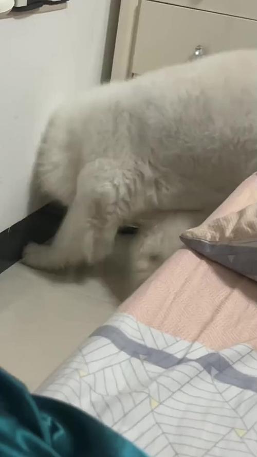 狗狗总是刨墙为什么