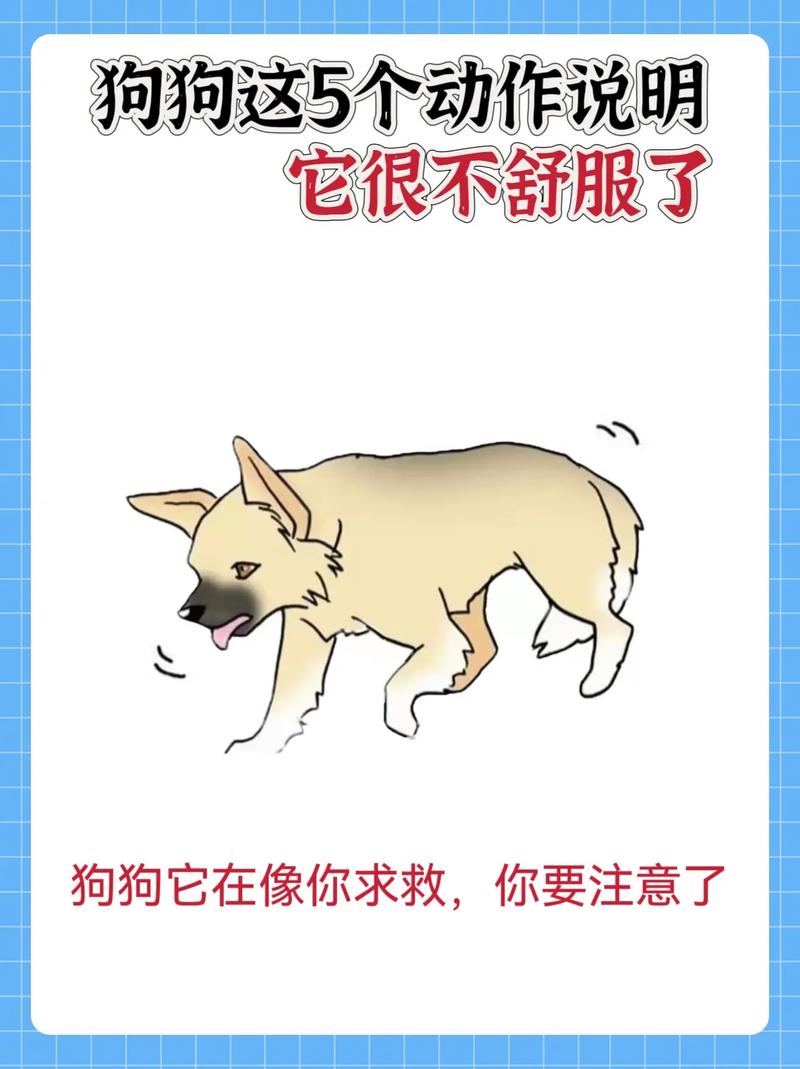 狗狗扒墙角是什么意思