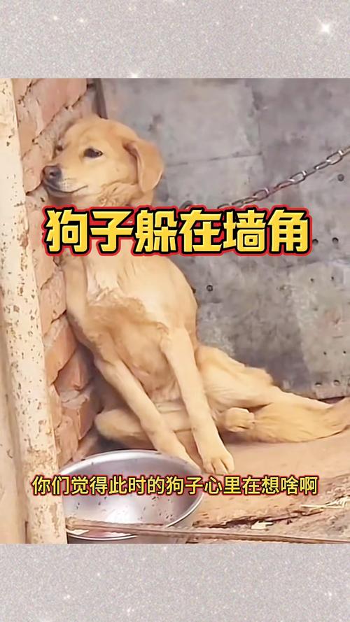 狗刨墙角是什么征兆