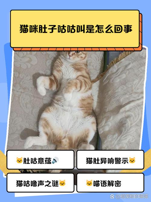 猫咪肚子一直咕咕叫