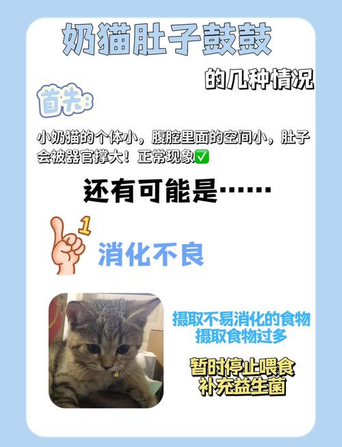 猫肚子咕咕叫拉稀的原因及处理方法