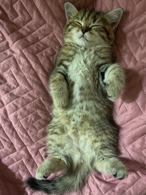 为什么晚上睡觉时猫咪总喜欢靠近自己的头,而且咕噜声还很大?