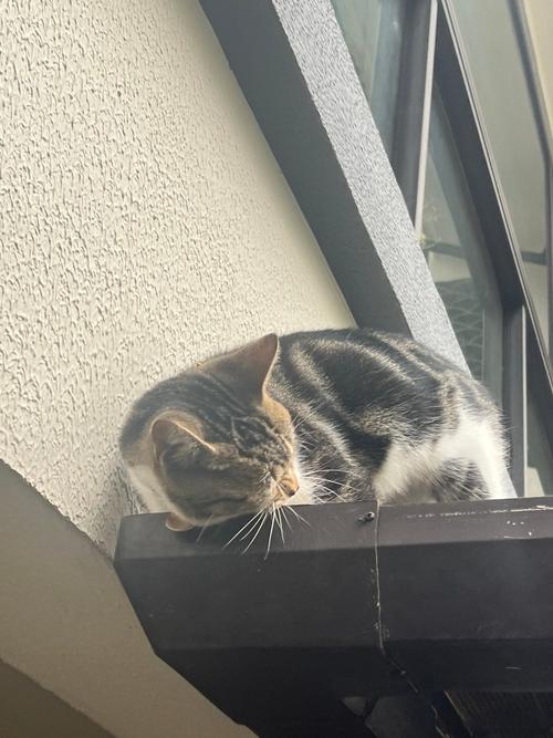 为什么我家的猫会在我睡觉的时候趴在我身上发出咕咕咕的声音...