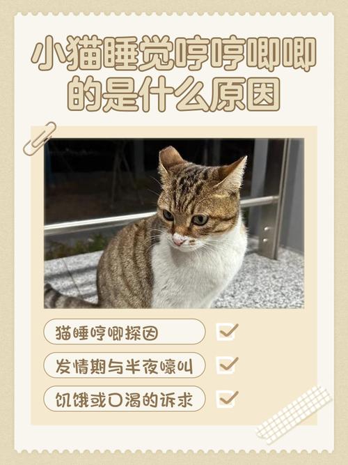 猫咪趴在主人胸口睡觉发出咕噜咕噜的声音
