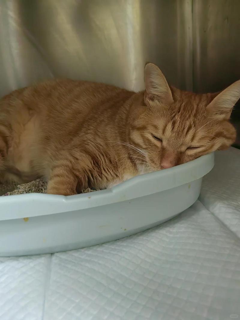 猫咪不吃不喝还呕吐怎么办?