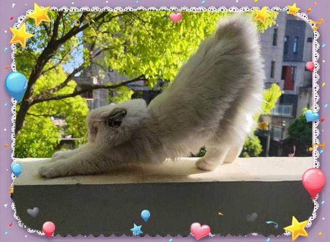 请问,有人知道这是什么吗?它是从猫咪的体内出来的,能伸缩,形状酷似面条...