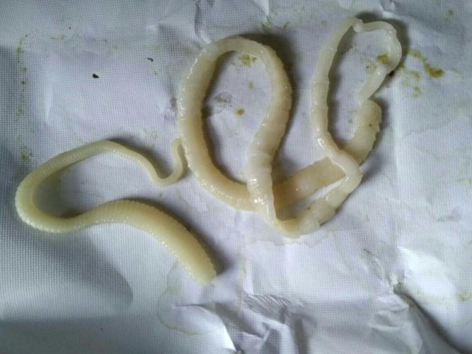 猫咪吐出来白色长虫子