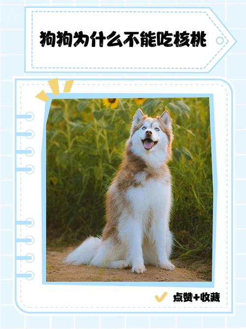 为什么狗狗吃了桃子吐了