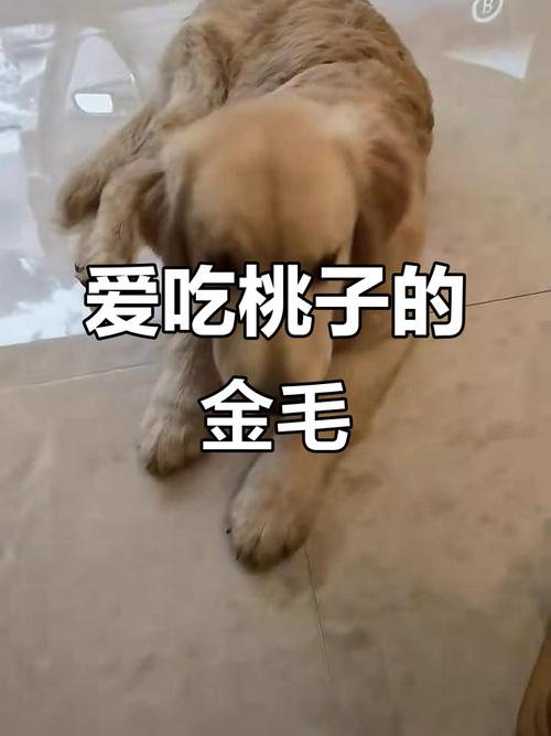 狗狗吃桃子有没有事