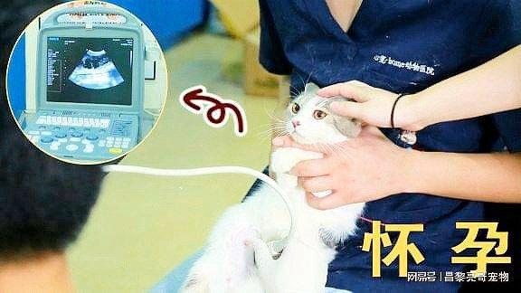 猫怀孕做b超多少钱一次