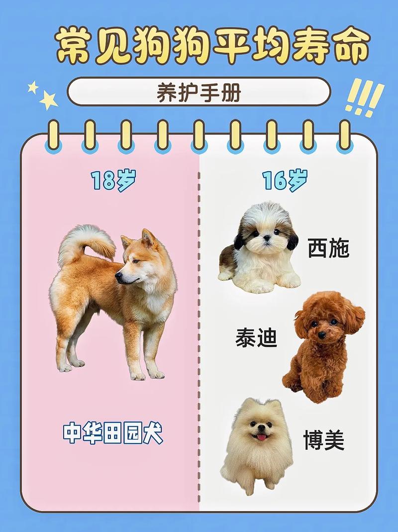 狗狗能活多久?盘点六种寿命最长的狗狗