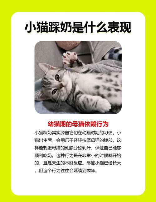 猫咪如何学会踩奶