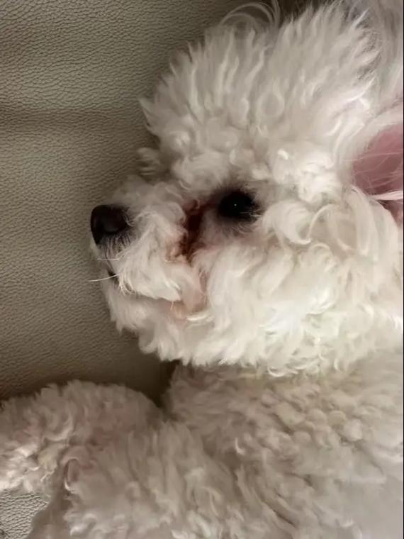 狗能吃淀粉吗?对它来说有营养吗?