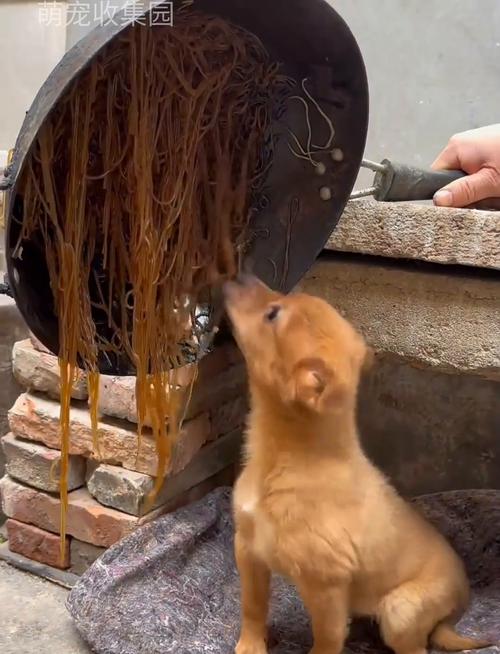 狗可以吃淀粉吗