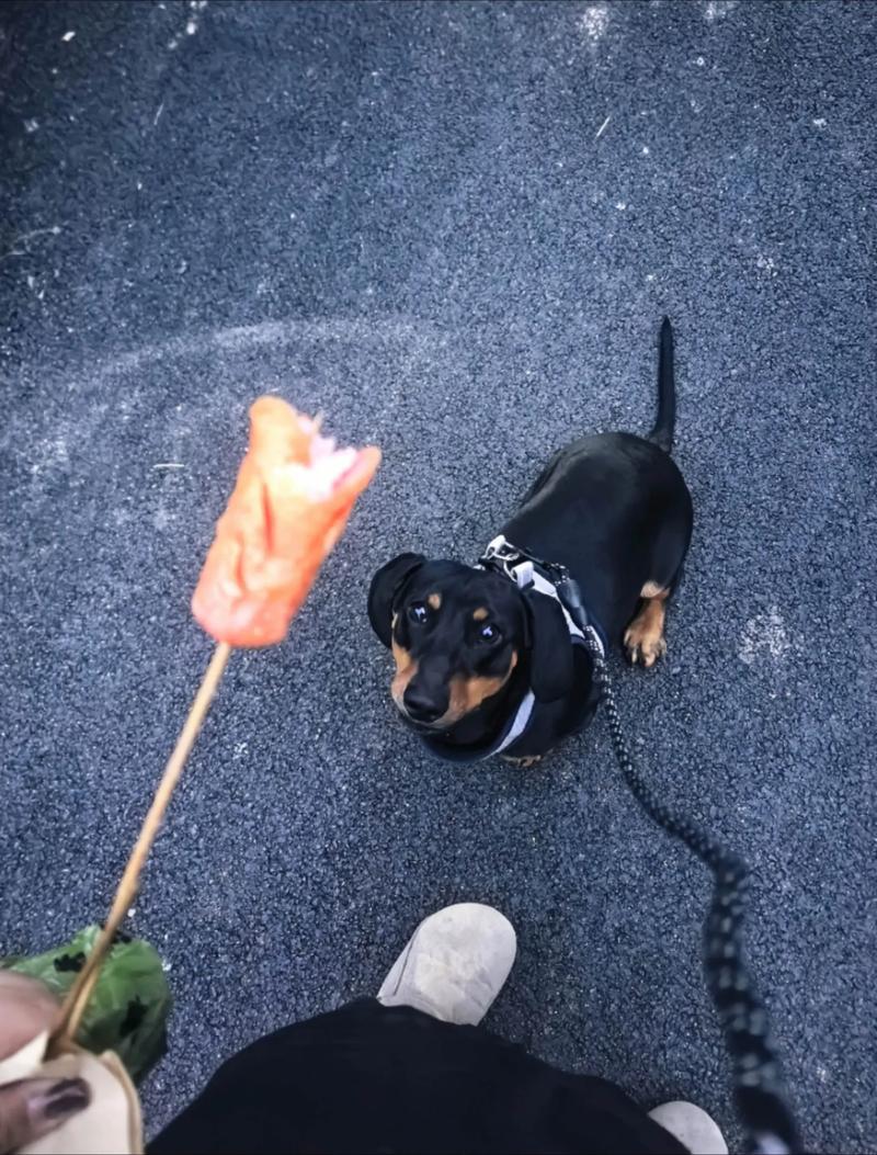 为什么狗狗吃淀粉不好