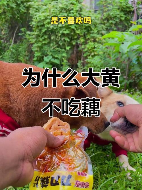 狗狗能吃煮熟的莲藕吗