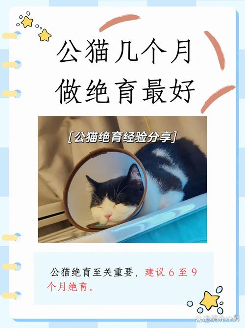 猫咪什么时候做绝育手术