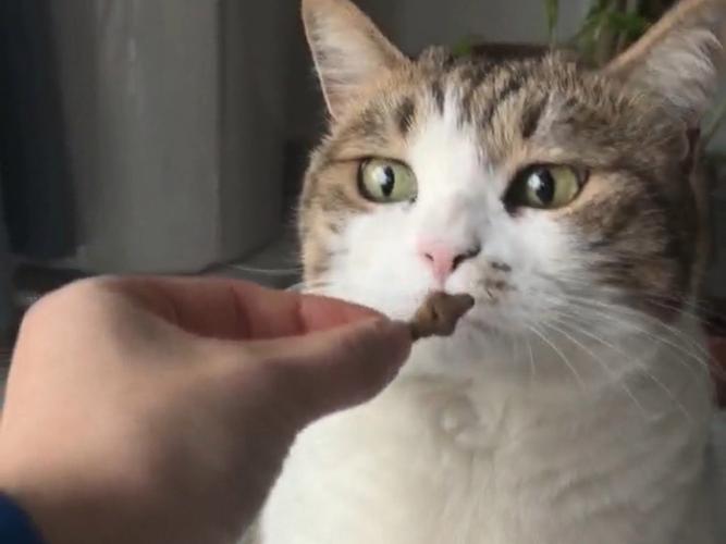 两个月的猫能吃猫饼干吗?