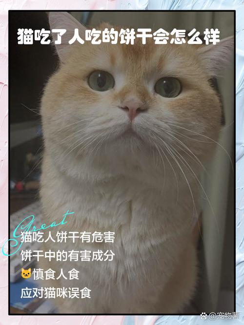 小猫咪为什么爱吃饼干