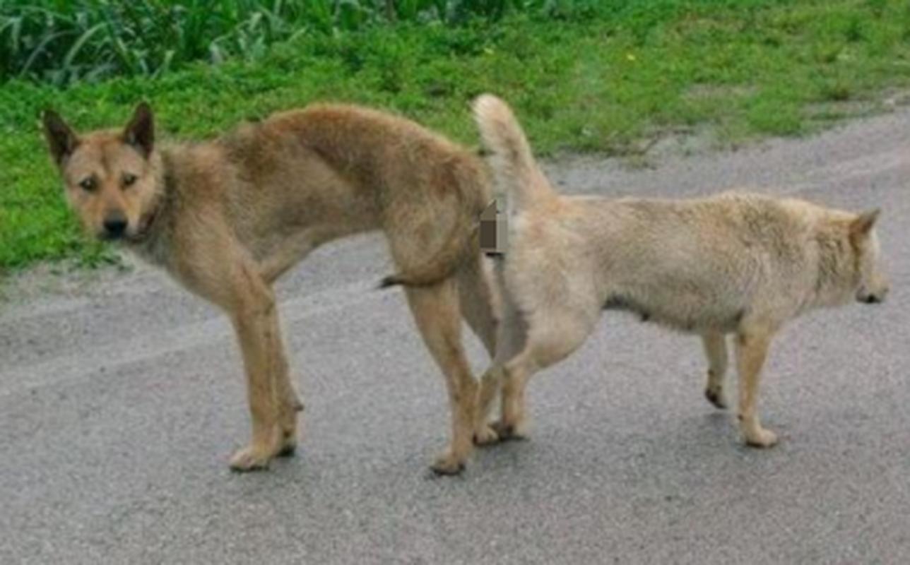 狗狗配种大概需要多久啊?