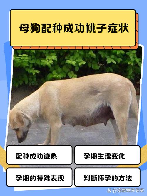 狗狗配种后要多久才有反应会有什么特征?