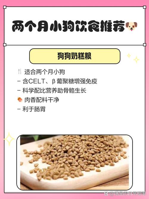 柯基能吃八宝粥吗?