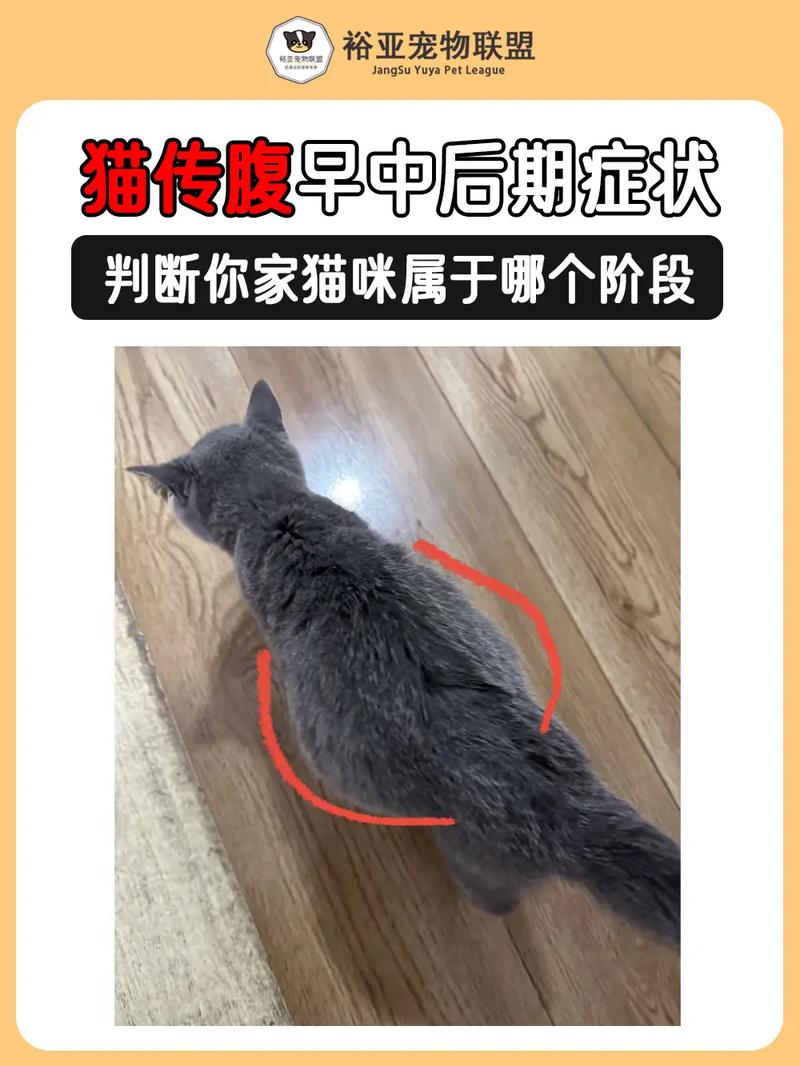 宠物猫胸腔积传腹液能治好吗