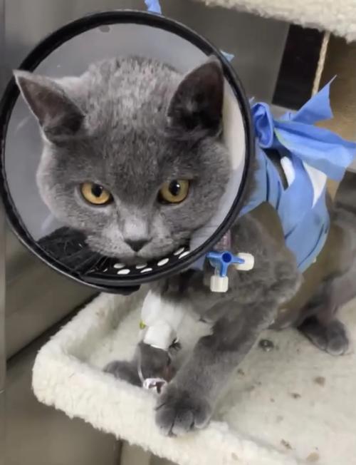 猫咪抽完胸腔积液多久能好