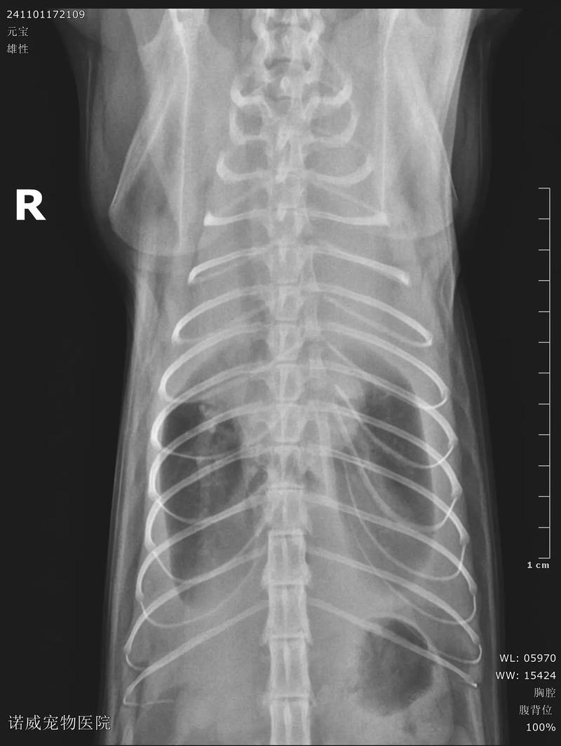 猫咪胸腔积液能治好吗