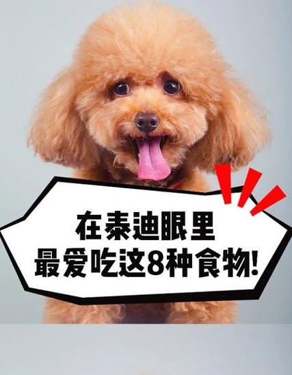 泰迪熊犬吃什么好?