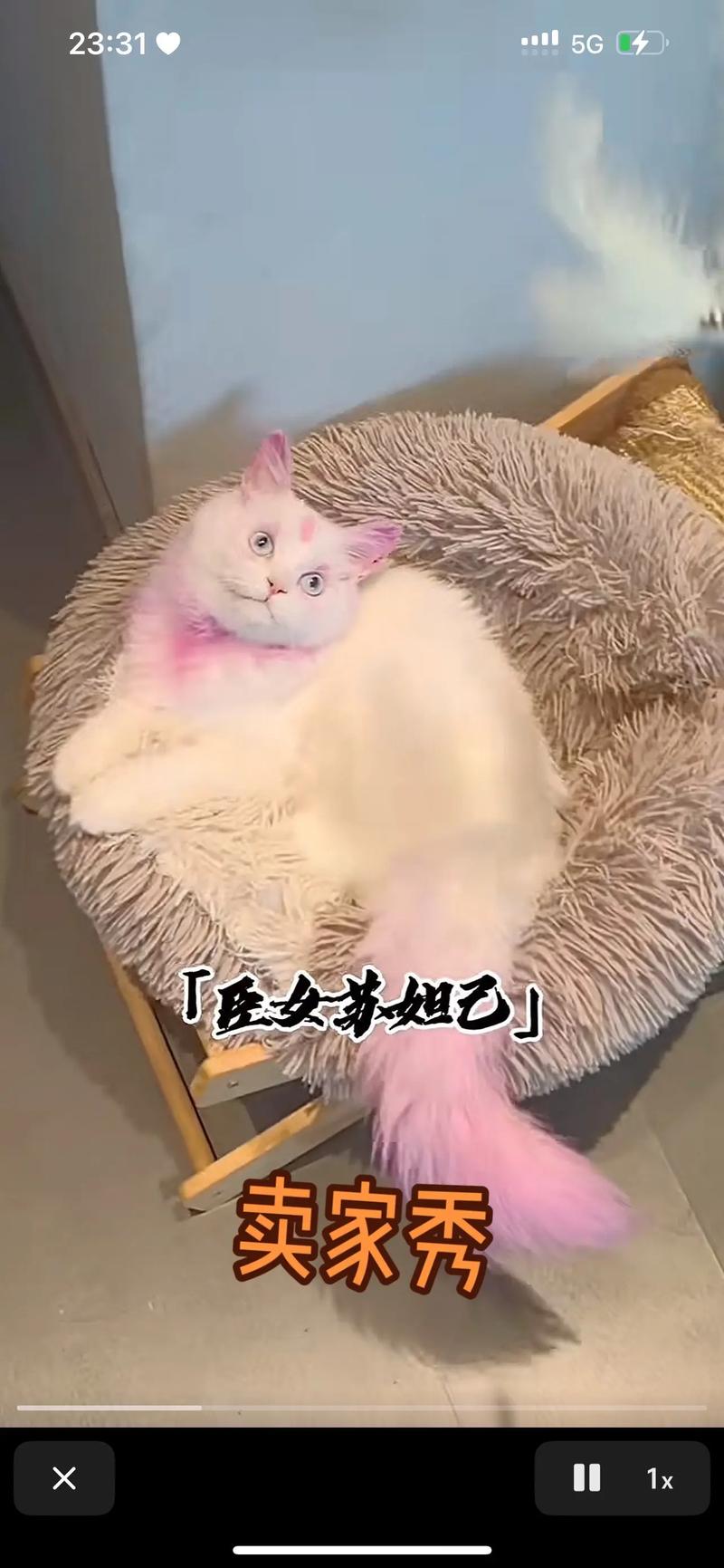 给猫染色有什么副作用