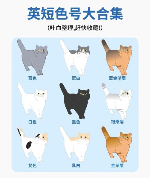猫咪为什么要染颜色