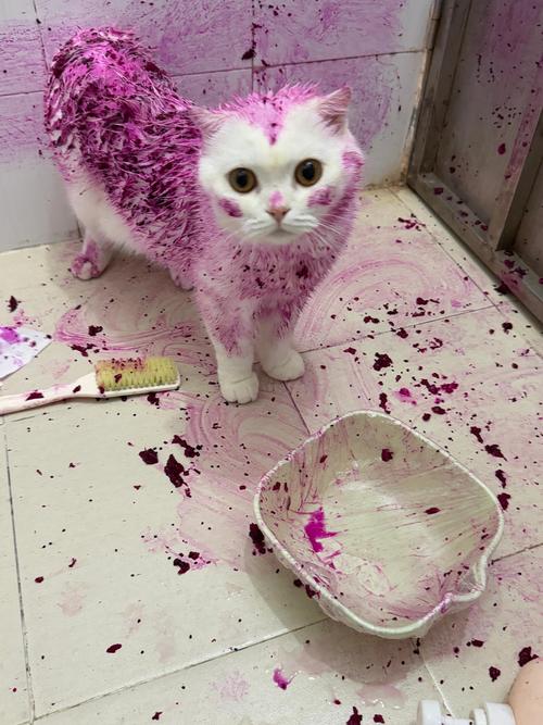 给猫染颜色一般多少钱