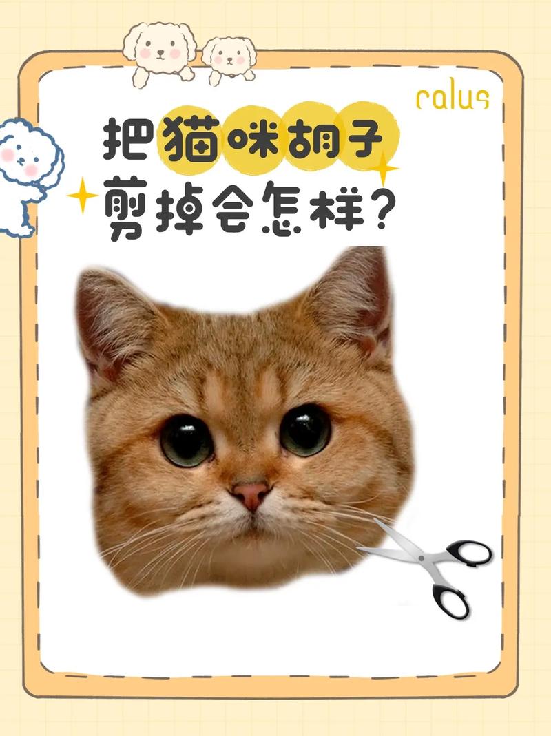 猫咪胡子剪了有什么影响?