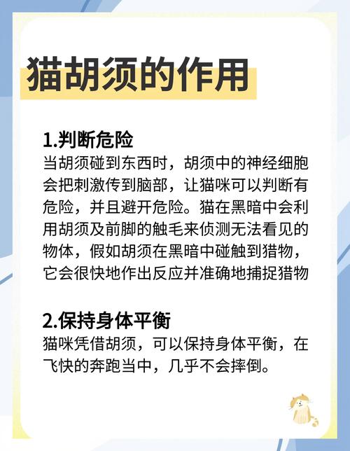 猫胡子剪了一半要紧吗