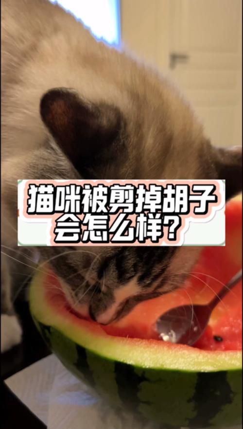 猫咪胡子被剪掉一半怎么办