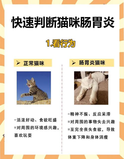 猫肠胃炎的症状及治疗