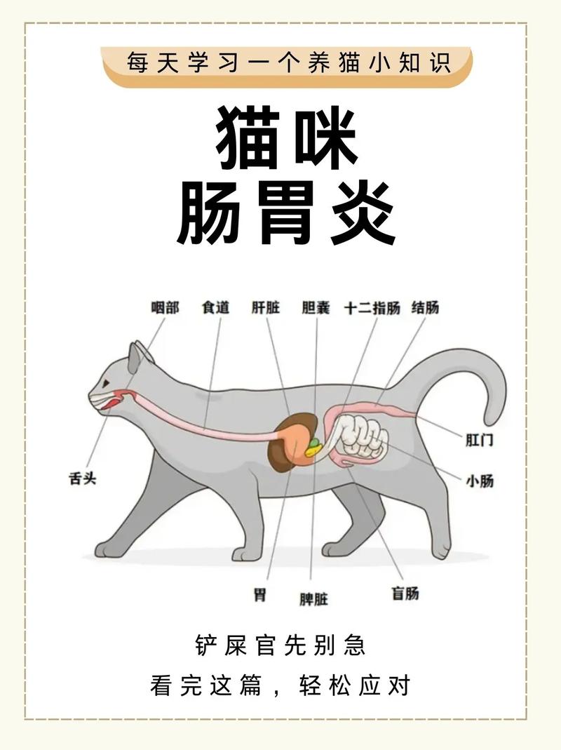 猫肠炎症状