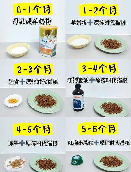 两个月的小猫吃什么零食合适