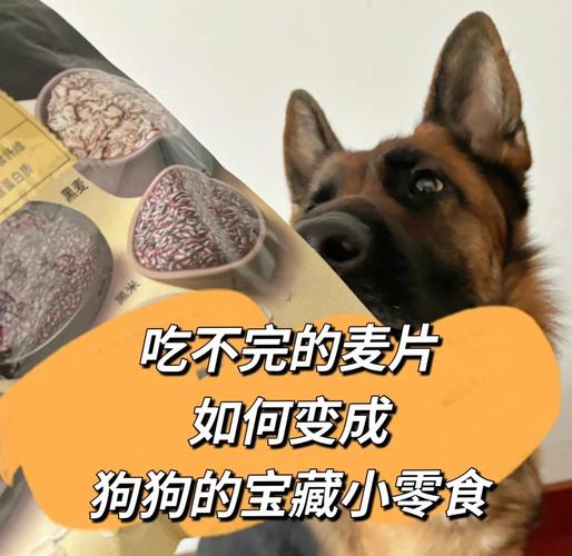 对狗狗身体有益的6种食物!