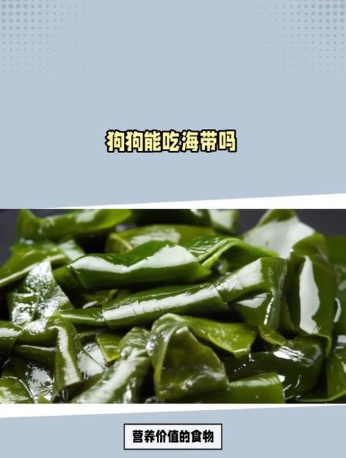 海带可以给狗狗吃吗?