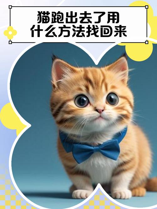 猫咪跑出去后还能再找回来吗?