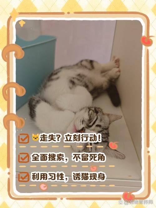 猫跑出去了怎么找回来?