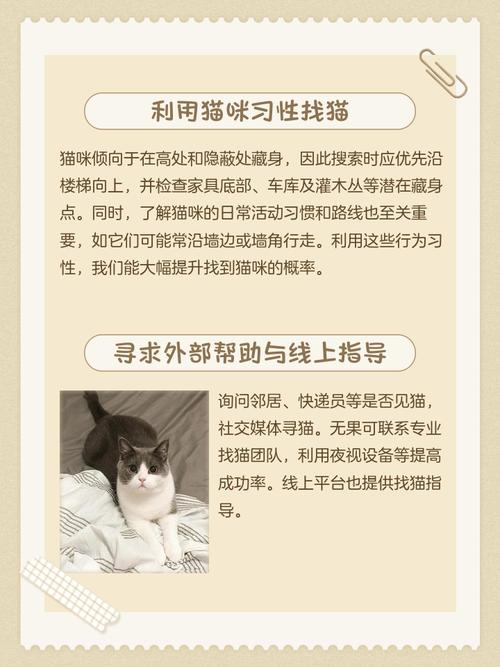 猫发情跑了,找了好久没找到,会自己回家吗?