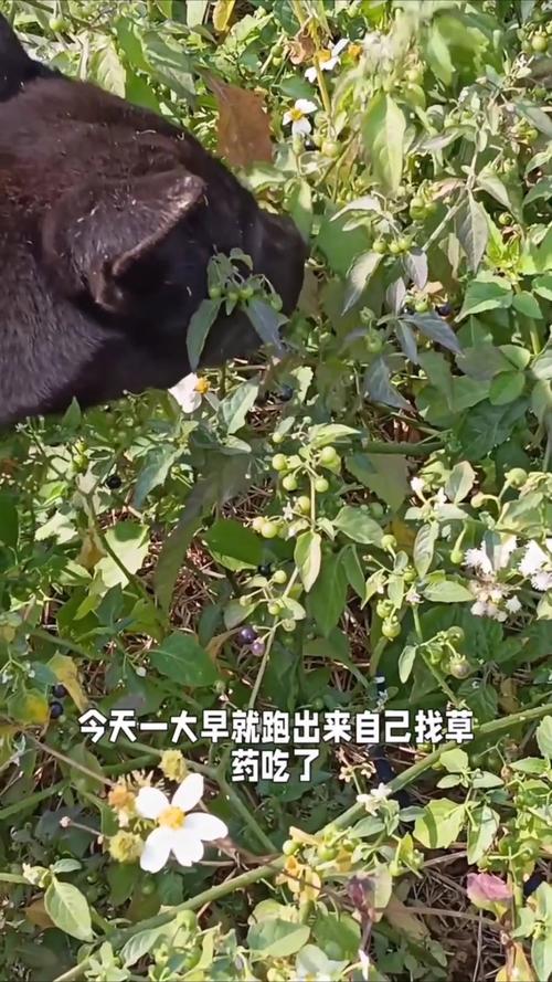 狗狗受伤了为什么会找草药